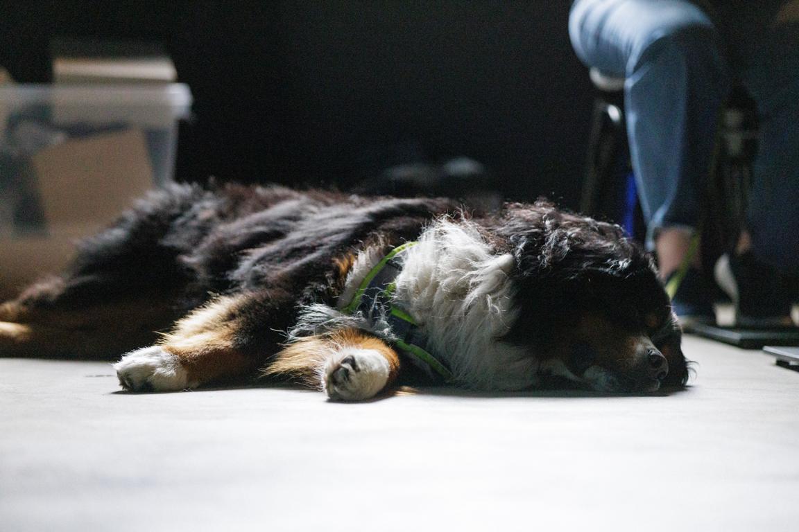 Apollo, the company dog
